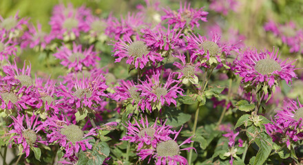 Obraz premium Monarda, bee balm, natural macro floral background