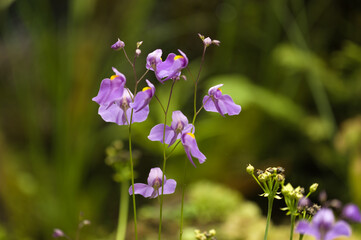 Blue flowering Utricularia longifolia,  bladderwort, natural macro floral background