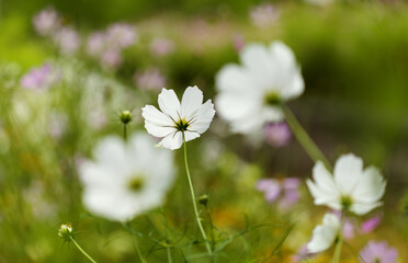 Cosmos bipinnatus, garden cosmos, natural macro floral background