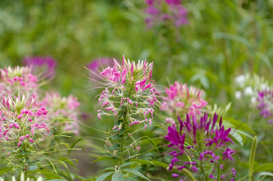 Cleome houtteana,  spider flower, natural macro floral background