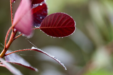 Obraz premium Cotinus, the smoketree, dark red leaves with morning dew, natural macro floral background
