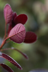 Obraz premium Cotinus, the smoketree, dark red leaves with morning dew, natural macro floral background