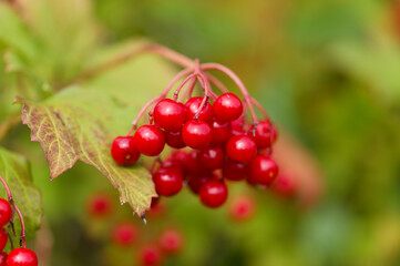 Viburnum opulus, Guelder rose, late summer berries 