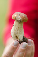 Boletus edulis, porcino, edible mushroom