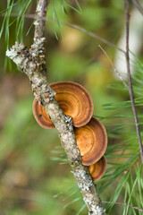 Gloeophyllum sepiarium, the rusty gilled polypore, wood decay fungus on a dead branch
