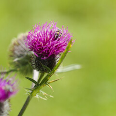 Flower of Cirsium vulgare, commonly known as spear thistle