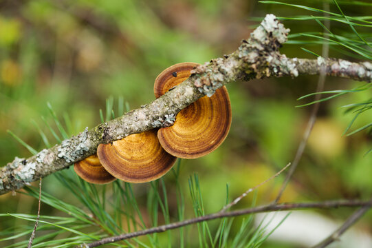 Gloeophyllum sepiarium, the rusty gilled polypore, wood decay fungus on a dead branch
