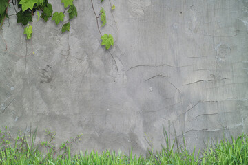 Vine climbing gray wall, grassy ground. Nature background for garden, growth, outdoor, texture, plant, green, climbing, rustic concepts.