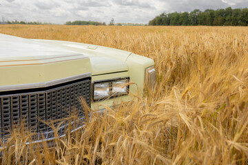 Car is stuck in a field of tall golden wheat. The car is white and has a black grill. The field is...