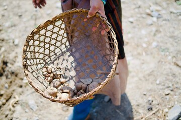 Collect potato in the basket 