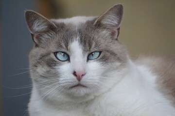 Photographie d'un chat aux yeux bleus 