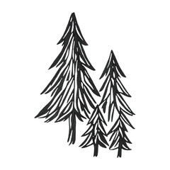 Fototapeta premium PNG Hand-drawn evergreen tree illustration.