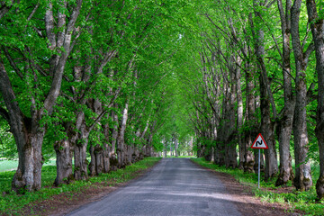 Fototapeta premium Scenic tree-lined country road with fresh green foliage and a traffic sign, spring landscape in rural Estonia.