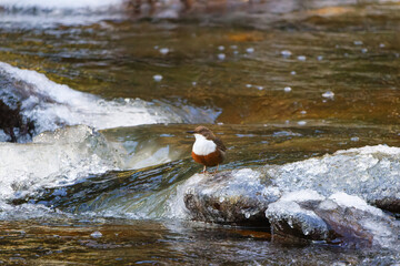 Die Wasseramseln sind bereits eifrig beim Nestbau - trotz Eis und Schnee - kurze Rast auf einem mit...
