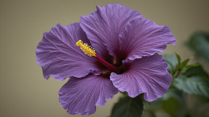 Close-Up of Purple Hibiscus Flower with Yellow Stamen and Blurred Background