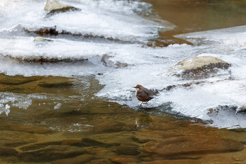 Die Wasseramseln sind bereits eifrig beim Nestbau - trotz Eis und Schnee - kurze Rast auf einem mit...