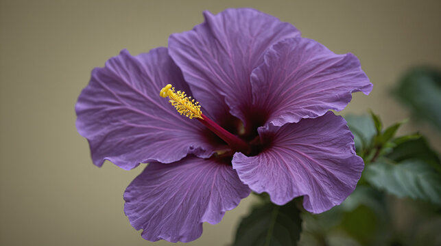 Close-Up of Purple Hibiscus Flower with Yellow Stamen and Blurred Background - Powered by Adobe