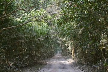 Walkway in the deep forest in Modhupur,Bangladesh
