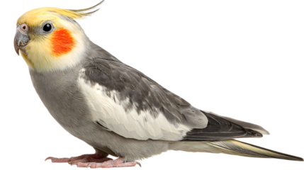Cockatiel bird with yellow crest and orange cheek isolated on a transparent background