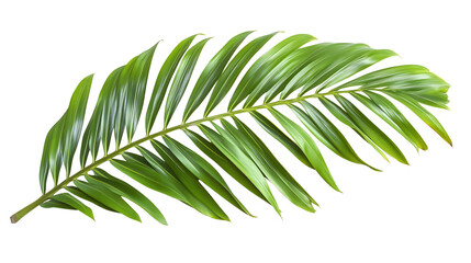 Naklejka premium Green palm leaf isolated on a transparent background