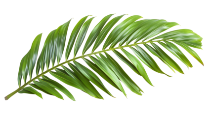 Green palm leaf isolated on a transparent background