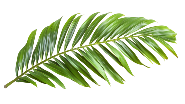 Green palm leaf isolated on a transparent background