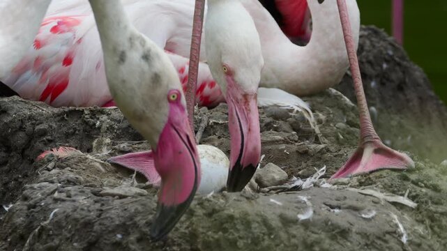 Flamingos tending to a nest with a single white egg on a muddy mound in a wetland area