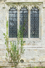 Historic church Stone Wall With Vine-Covered Gothic Window and Rustic Charm