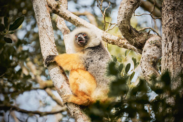 Golden lemur on a tree