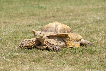 A detailed photograph of a desert tortoise lying on grass, showcasing its intricate shell and rugged texture, representing strength and resilience in a natural environment.