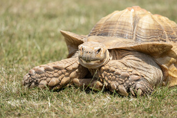 A detailed photograph of a desert tortoise lying on grass, showcasing its intricate shell and rugged texture, representing strength and resilience in a natural environment.