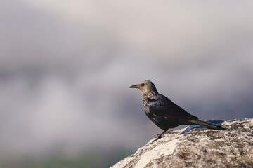 Onychognathus morio Redwinged starling in South Africa
