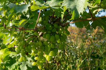 Vines are laden with ripening clusters of green grapes under warm sunlight, surrounded by lush...