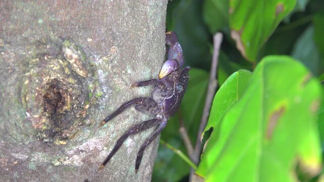 Night crabs on the waterfront of a village on the island of Bunaken in Indonesia