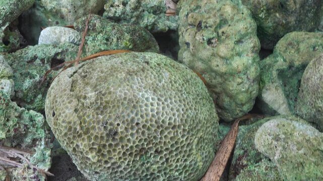 Volcanic tuff (igneous-rock froth, pumice-stone) and skeletons of sponges beach on the coast of Sulawesi. Dead Coral Beach