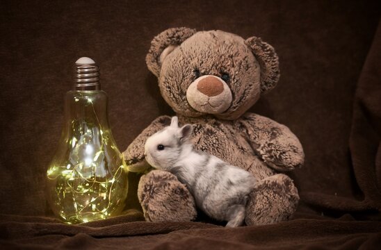 Photographie b&eacute;b&eacute; lapin