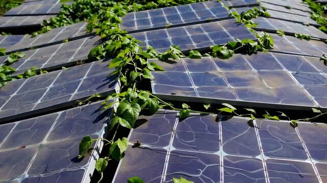 Discarded and neglected voltaic arrays being reclaimed by vegetation on bright day