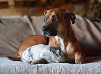 Photographie d'un chien et d'un lapin complicité © laura