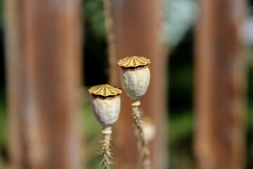Closeup of poppy seed pods