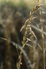 Dry yellowing grass in the wind