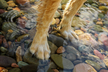 Dog paws in creek with visible ripples and run reflection