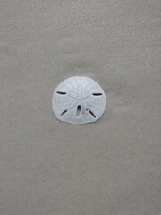 A close-up of a white sand dollar resting on smooth, wet sand. The delicate sea urchin shell shows its natural patterns and openings, creating a minimalistic and peaceful beach scene.