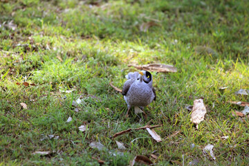 Australian Noisy Miner (Manorina melanocephala) searching for food