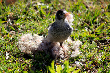 Australian Noisy Miner (Manorina melanocephala) gathering nesting material