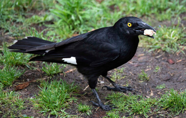 Australian Pied Currawong (Strepera graculina) holding a piece of food