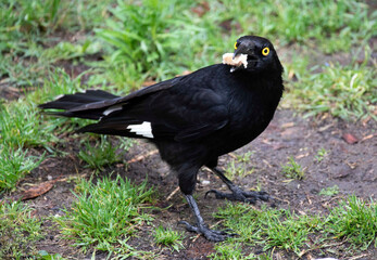 Australian Pied Currawong (Strepera graculina) holding a piece of food