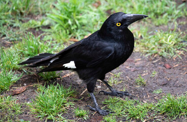 Australian Pied Currawong (Strepera graculina)