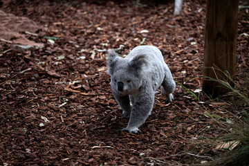 koala (Phascolarctos cinereus)