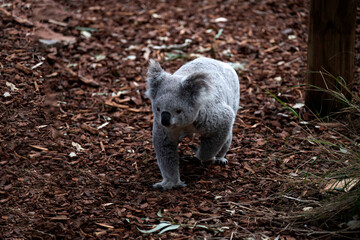 Fototapeta premium koala (Phascolarctos cinereus)