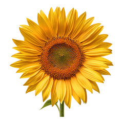 Fototapeta premium A vibrant sunflower blossom with yellow petals and a brown center against a black background image view created with generated ai